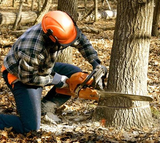 Tree Removal in Devers, TX